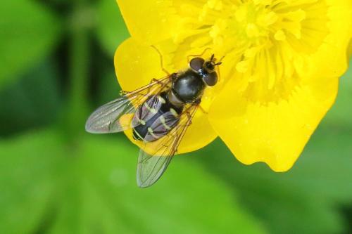 Dasysyrphus pinastri